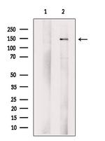 SCAP Antibody in Western Blot (WB)