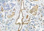 SCARF1 Antibody in Immunohistochemistry (Paraffin) (IHC (P))