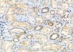 SCARF1 Antibody in Immunohistochemistry (Paraffin) (IHC (P))