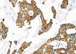 SCARF1 Antibody in Immunohistochemistry (Paraffin) (IHC (P))