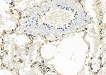 SCARF1 Antibody in Immunohistochemistry (Paraffin) (IHC (P))