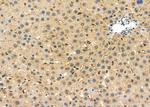 SCARF1 Antibody in Immunohistochemistry (Paraffin) (IHC (P))