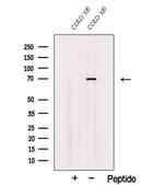 SDPR Antibody in Western Blot (WB)