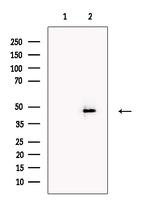 SERBP1 Antibody in Western Blot (WB)