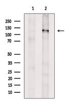 SHIP1 Antibody in Western Blot (WB)