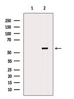 SHMT2 Antibody in Western Blot (WB)