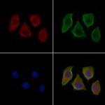 CD169 Antibody in Immunocytochemistry (ICC/IF)