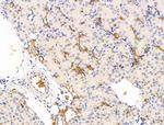 SIGLEC7 Antibody in Immunohistochemistry (Paraffin) (IHC (P))