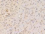 SIGLEC7 Antibody in Immunohistochemistry (Paraffin) (IHC (P))