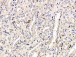 SIGLEC7 Antibody in Immunohistochemistry (Paraffin) (IHC (P))