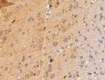 SIGLEC7 Antibody in Immunohistochemistry (Paraffin) (IHC (P))