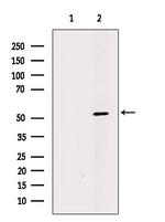 SIGLEC7 Antibody in Western Blot (WB)