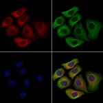 SIGLEC9 Antibody in Immunocytochemistry (ICC/IF)