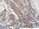 SIGLEC9 Antibody in Immunohistochemistry (Paraffin) (IHC (P))