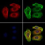 SLC7A5 Antibody in Immunocytochemistry (ICC/IF)