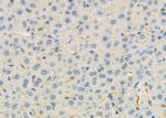 SLC9A2 Antibody in Immunohistochemistry (Paraffin) (IHC (P))