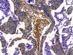 SLIRP Antibody in Immunohistochemistry (Paraffin) (IHC (P))