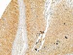 SMC2 Antibody in Immunohistochemistry (Paraffin) (IHC (P))