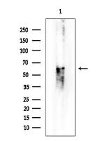 SMARCB1 Antibody in Western Blot (WB)