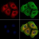 SNTB2 Antibody in Immunocytochemistry (ICC/IF)