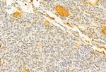 SOX9 Antibody in Immunohistochemistry (Paraffin) (IHC (P))