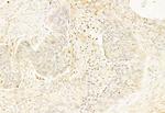 SOX9 Antibody in Immunohistochemistry (Paraffin) (IHC (P))