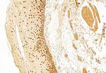 SP1 Antibody in Immunohistochemistry (Paraffin) (IHC (P))