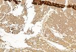 SP1 Antibody in Immunohistochemistry (Paraffin) (IHC (P))