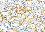 SPG11 Antibody in Immunohistochemistry (Paraffin) (IHC (P))