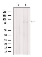 SSX2IP Antibody in Western Blot (WB)