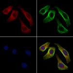 STAM Antibody in Immunocytochemistry (ICC/IF)