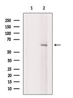 STAM Antibody in Western Blot (WB)