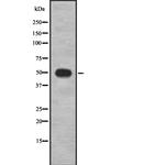 STAMBP Antibody in Western Blot (WB)