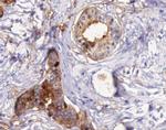 STEAP4 Antibody in Immunohistochemistry (Paraffin) (IHC (P))