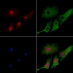 Stella Antibody in Immunocytochemistry (ICC/IF)