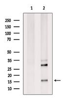 Stella Antibody in Western Blot (WB)