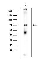 SPAK Antibody in Western Blot (WB)