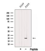 PC4 Antibody in Western Blot (WB)