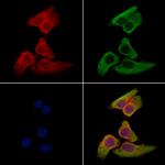 SULF2 Antibody in Immunocytochemistry (ICC/IF)