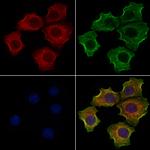 SFTPD Antibody in Immunocytochemistry (ICC/IF)