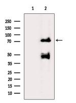 Synapsin 2 Antibody in Western Blot (WB)