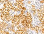 Synaptojanin 1 Antibody in Immunohistochemistry (Paraffin) (IHC (P))