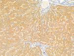 Syntaxin 2 Antibody in Immunohistochemistry (Paraffin) (IHC (P))