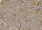 TAB1 Antibody in Immunohistochemistry (Paraffin) (IHC (P))