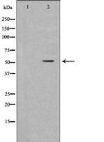 TAB1 Antibody in Western Blot (WB)