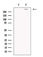 TACC2 Antibody in Western Blot (WB)