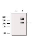 JIK Antibody in Western Blot (WB)