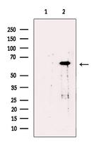 TBL1X Antibody in Western Blot (WB)