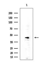 Cripto Antibody in Western Blot (WB)