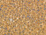 Cripto Antibody in Immunohistochemistry (Paraffin) (IHC (P))